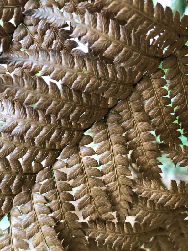 TEXTURA NATURA COR