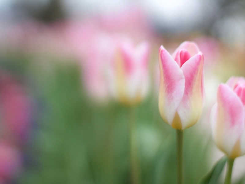 TULIPAS NO JARDIM