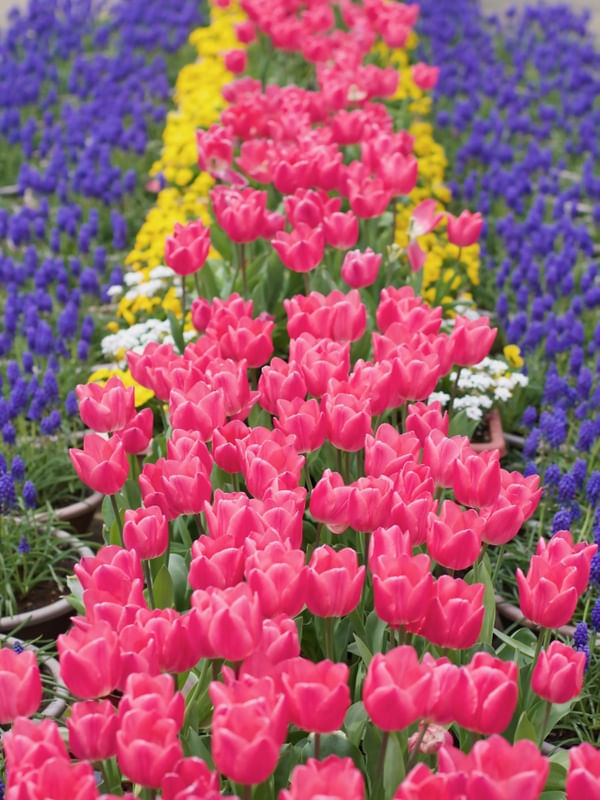 CORES DA PRIMAVERA