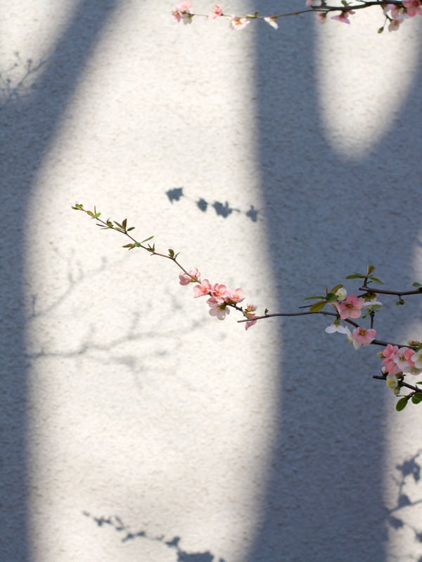 HELLO SPRING