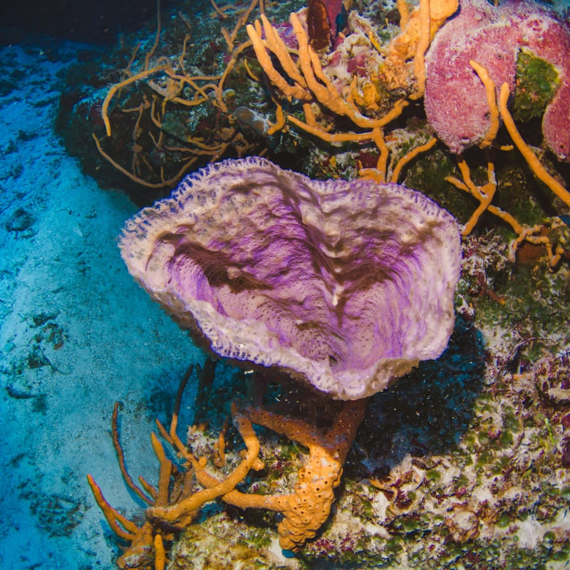 CORAL COZUMEL 1X1