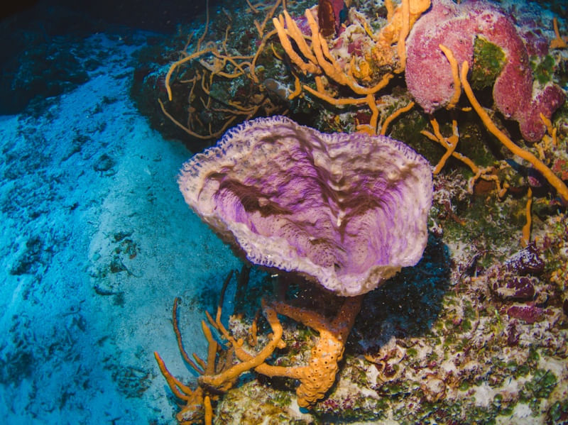 CORAL COZUMEL
