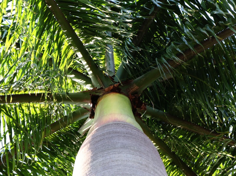 TRONCO E FOLHAS DA PALMEIRA