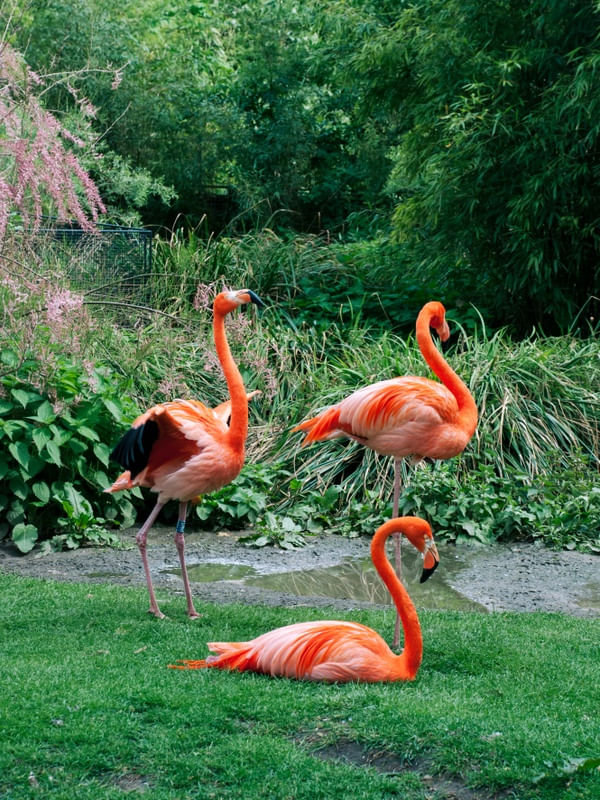 OS TRÊS FLAMINGOS