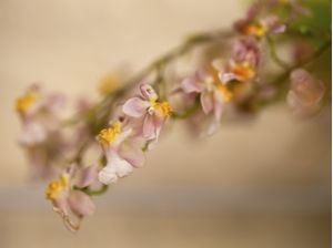 ORQUIDEAS_DO_JARDIM