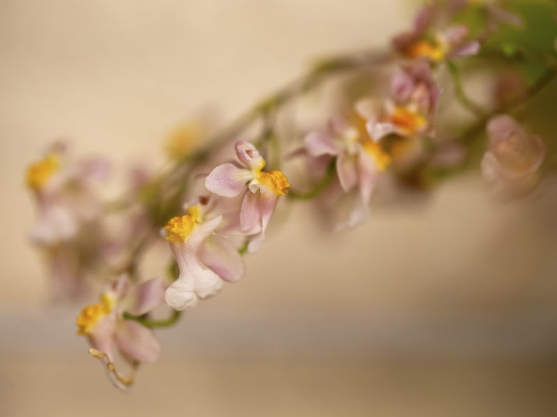 ORQUIDEAS_DO_JARDIM