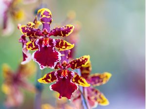 ORQUIDEA_DO_JARDIM2