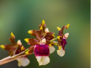 PEQUENINAS DO JARDIM