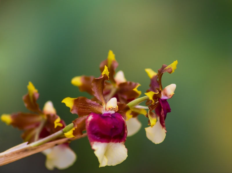PEQUENINAS DO JARDIM