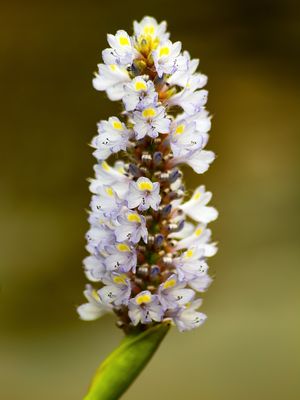 FLORADA