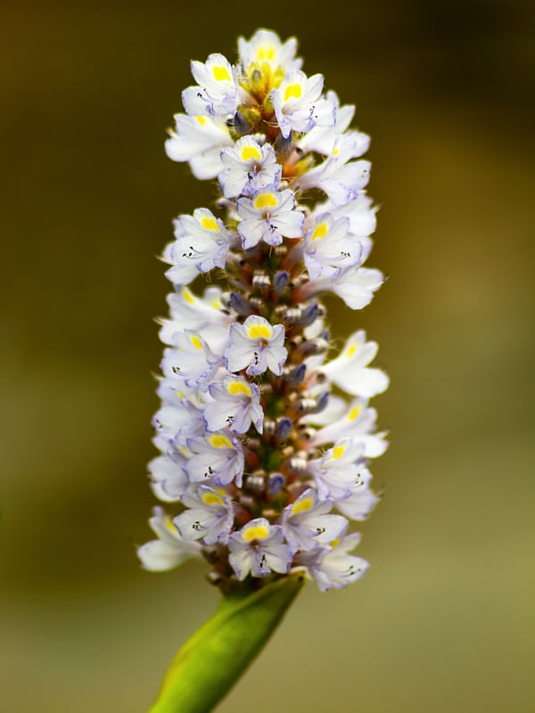 FLORADA