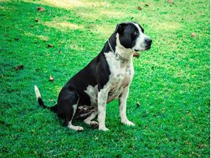 CACHORRO MAIS LINDO