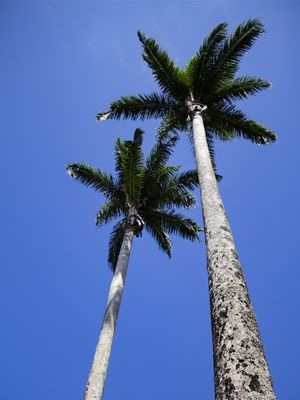 SOSSEGO TROPICAL