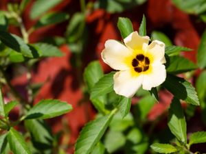 FLOR DO JARDIM
