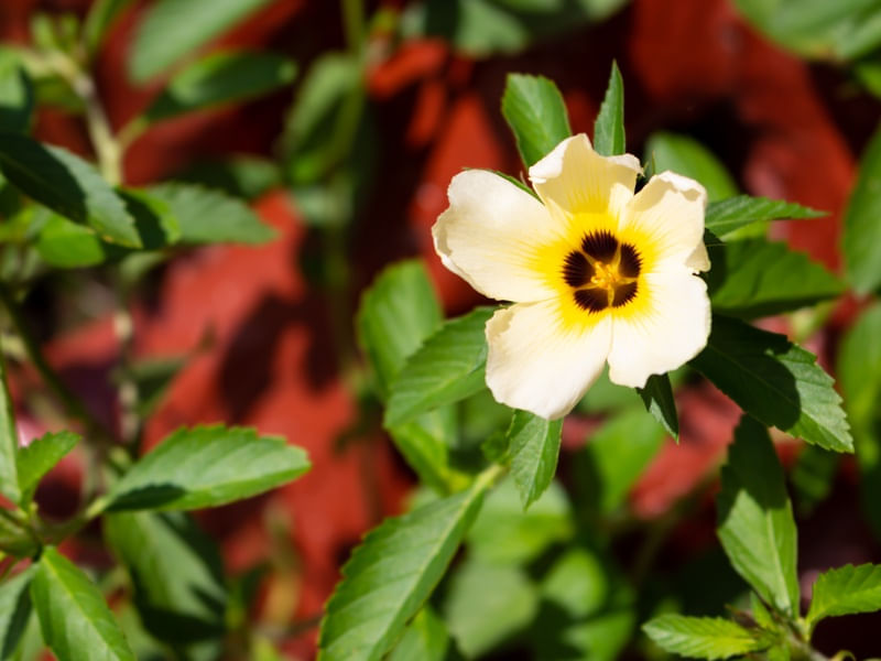 FLOR DO JARDIM