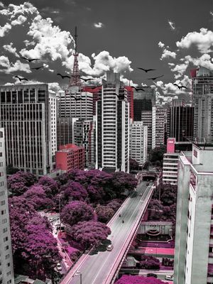 A VOAR DOS PASSAROS NA CAPITAL PAULISTA