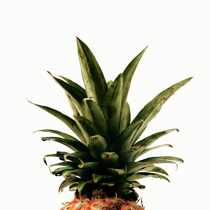 ABACAXI NATURAL