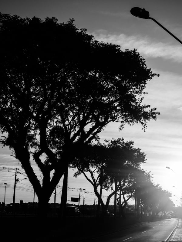 ÁRVORES BNW