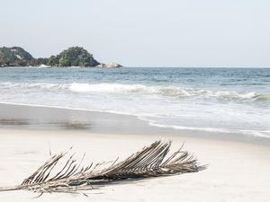 FOLHA DE PALMEIRA SECA NA PRAIA