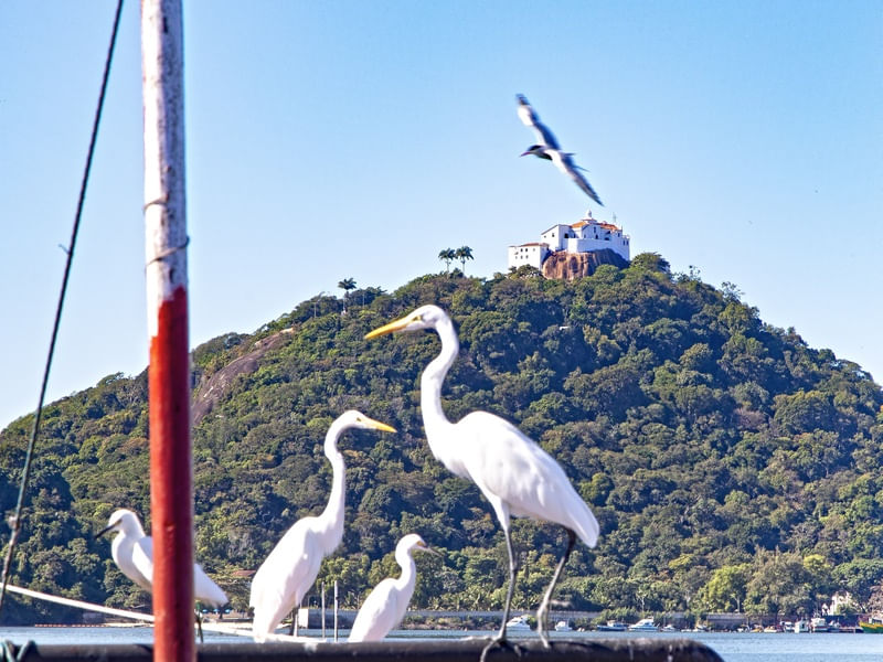 AS AVES DO MAR