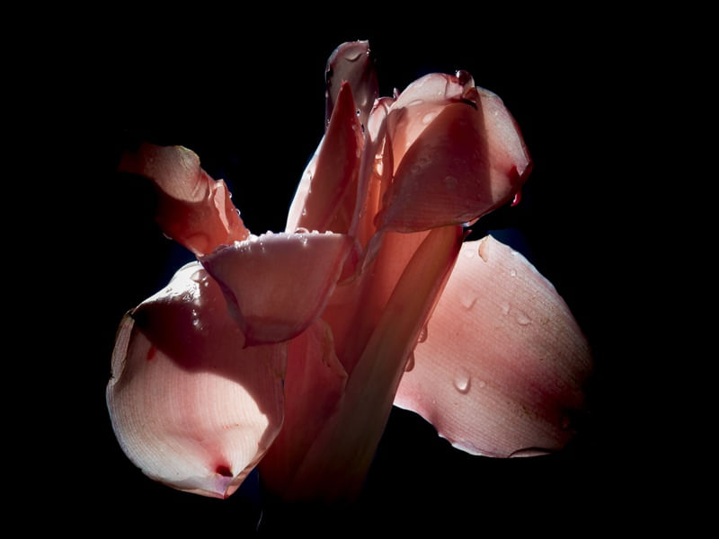 FLOR DO CAMPO 2