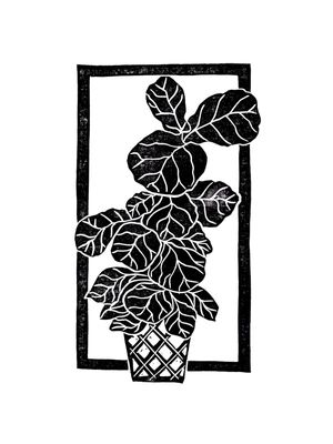 FIDDLE LEAF FIG