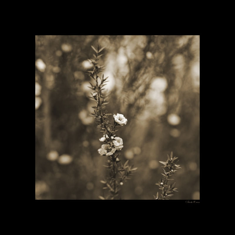 SM - GOLD FLOWERS 01