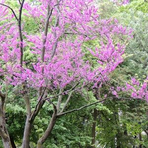 PARQUE FRANCÊS (DÍPTICO 1-2)