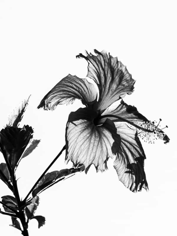 TRANSLÚCIDA FLOR