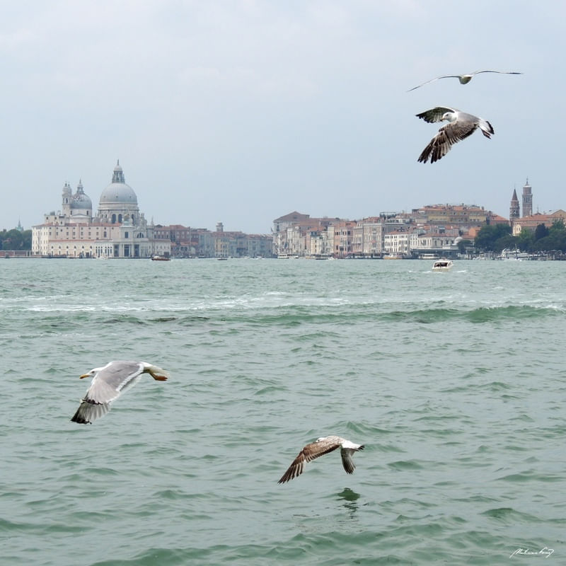 GAIVOTAS EM VENEZA