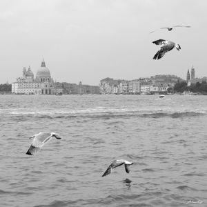 GAIVOTAS EM VENEZA (PB)