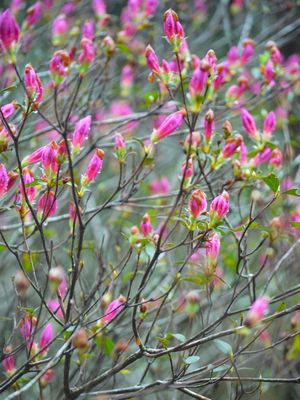 PRIMAVERA DAS AZALEIAS