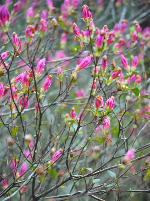 PRIMAVERA DAS AZALEIAS