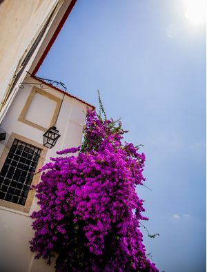 FLORES PORTUGUESAS