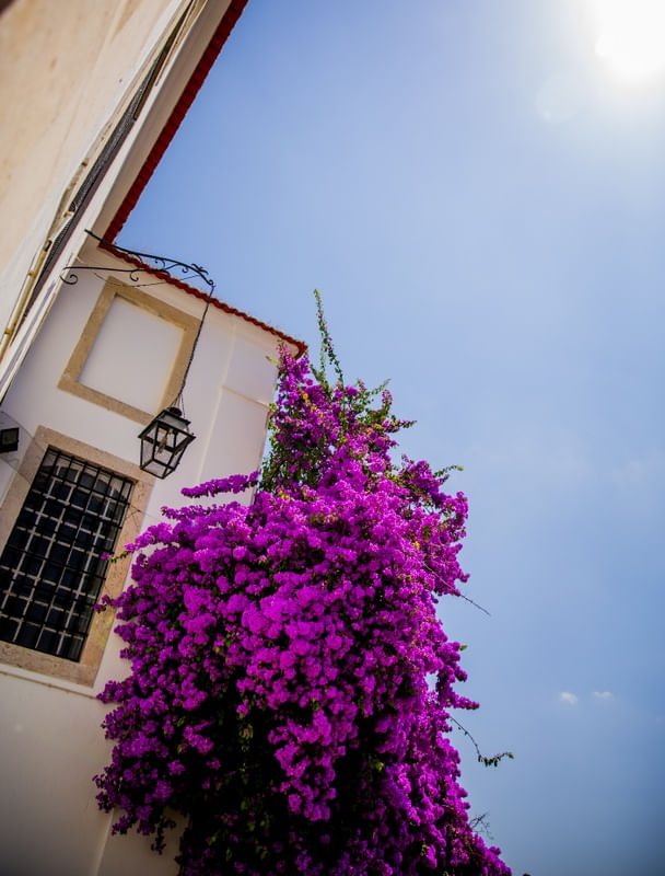 FLORES PORTUGUESAS
