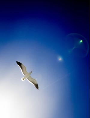 GAIVOTA NO CÉU AZUL COM FLAIR