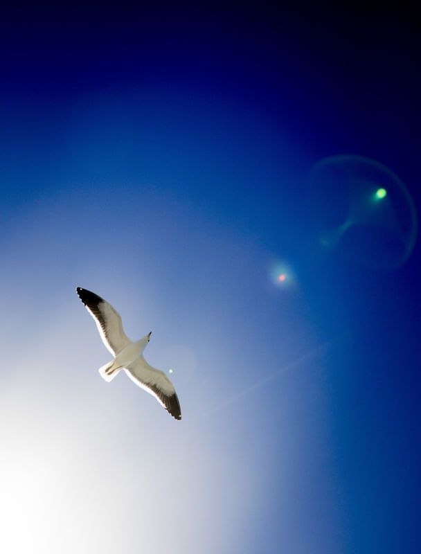 GAIVOTA NO CÉU AZUL COM FLAIR