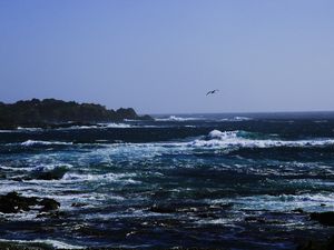 GAIVOTA E O MAR