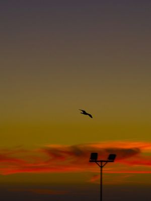 GAIVOTA E O CÉU