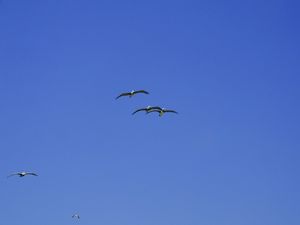 PELICANOS