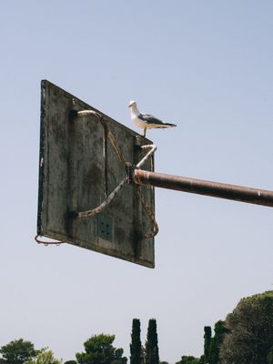 GAIVOTA DO BASQUETE