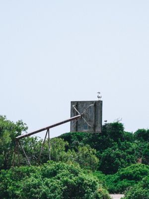 GAIVOTA NA CESTA
