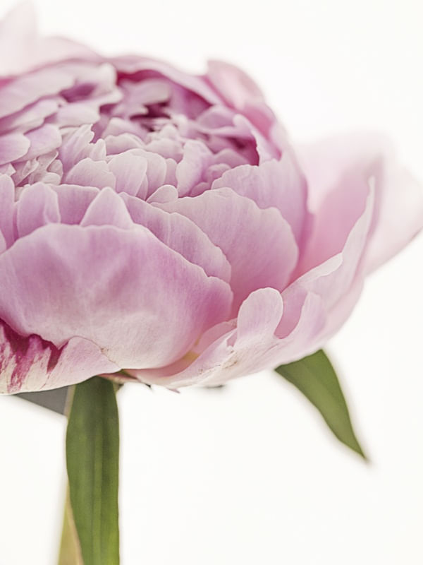 PEONIES MACRO