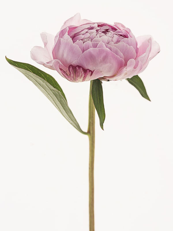 PEONIES MINIMALISTA