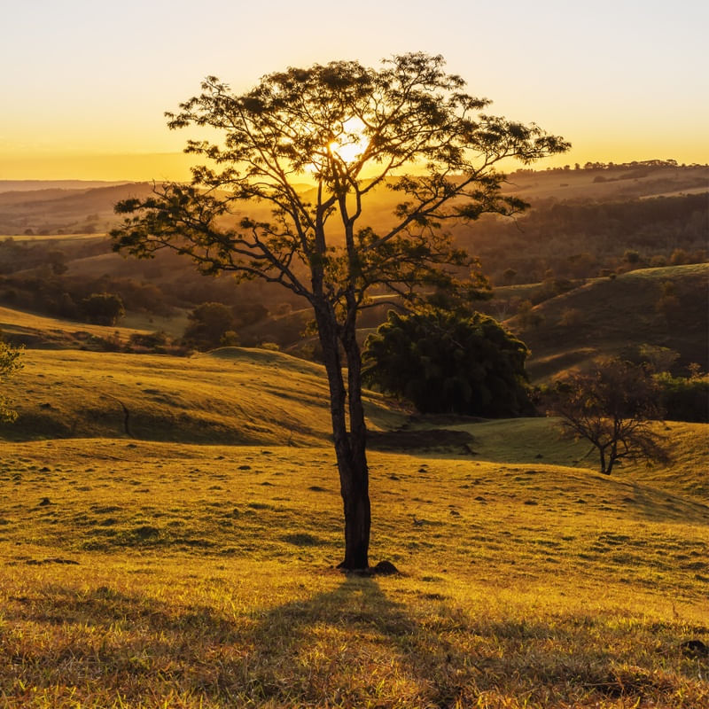 ÁRVORE E O PÔR-DO-SOL