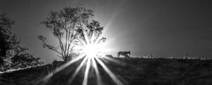 NASCER-DO-SOL NA FAZENDA