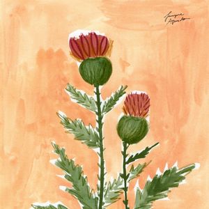 SCOTTISH THISTLE