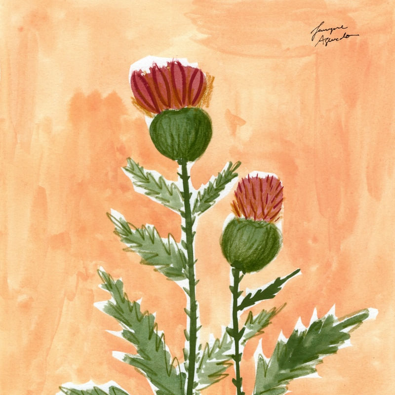 SCOTTISH THISTLE