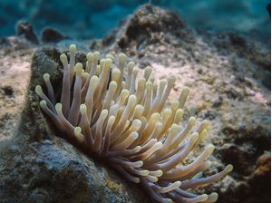 ANEMONA RITTERI