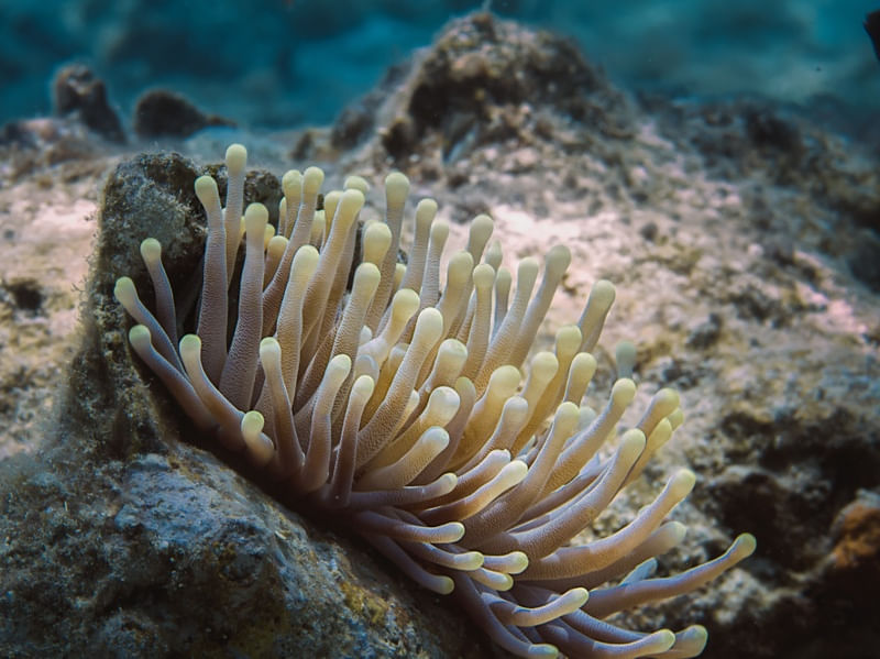 ANEMONA RITTERI